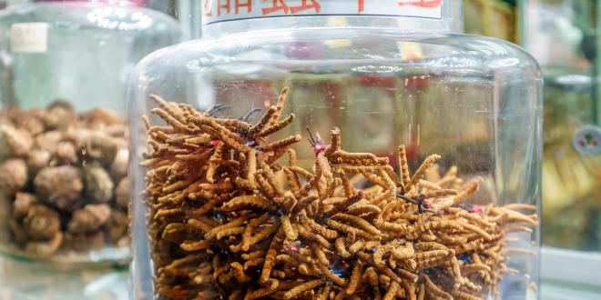 dried cordyceps and shiitake mushrooms in glass jars