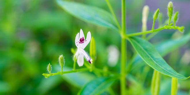 A flower on a King of Bitters plant, Andrographis paniculata