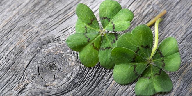 a pair of four-leaf clovers