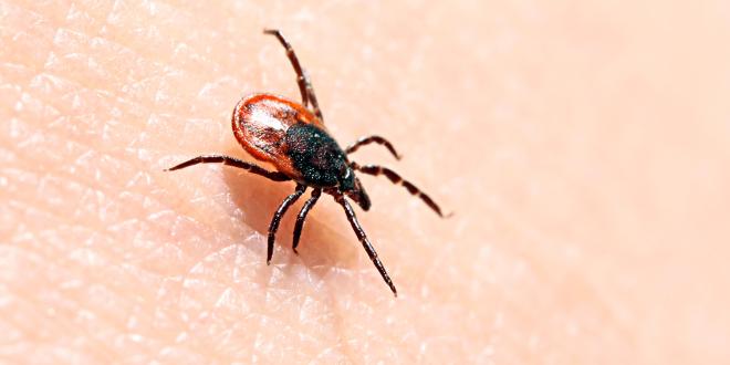 a tick on human skin