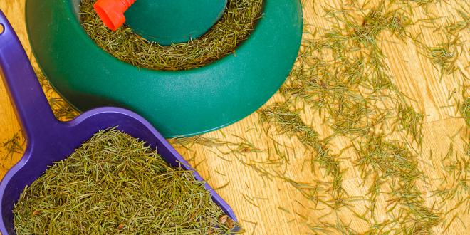 Pine needles on the floor next to a christmas tree stand