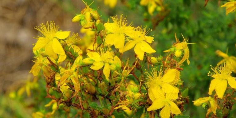 St. John's Wort for depression