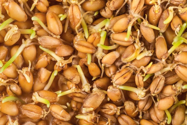 A close-up of wheat germ