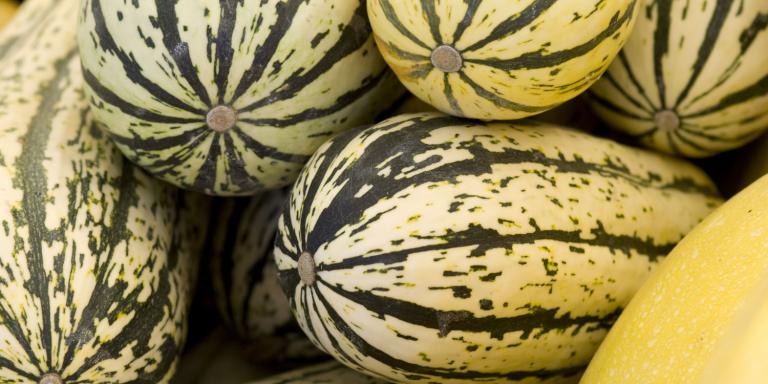 Delicata Squash